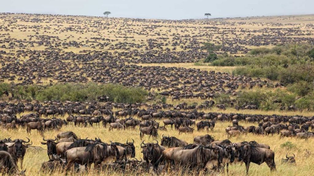 SERENGETI NATIONAL PARK - DIANE ECO TOUR AND TRAVEL